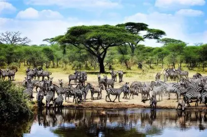 serengeti 2