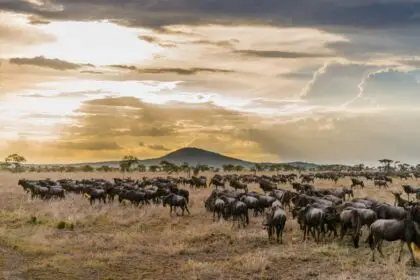 serengeti (6)