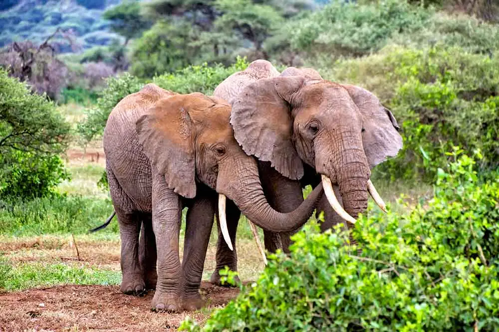 Tarangire National Park