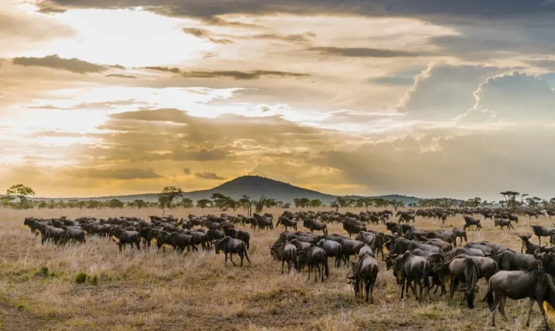 serengeti (6)