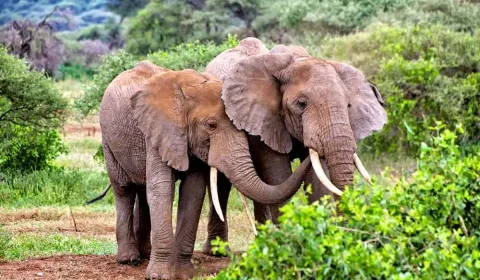 Tarangire National Park